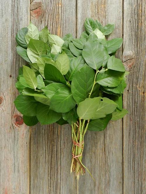 SALAL TIPS  GREENS